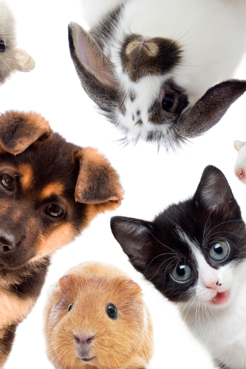 CBD para Animais de Estimação: Benefícios e Orientações para Cuidar dos seus Companheiros de Quatro Patas