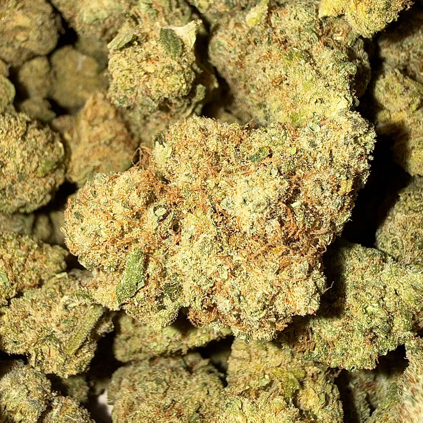Northern Lights
