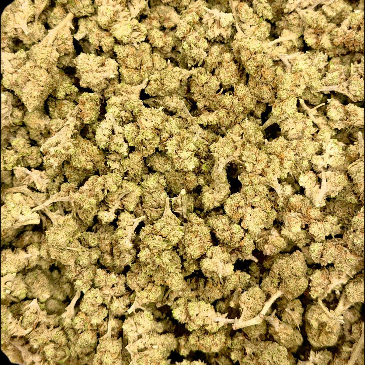 Small Buds Platinum Cookies CBG