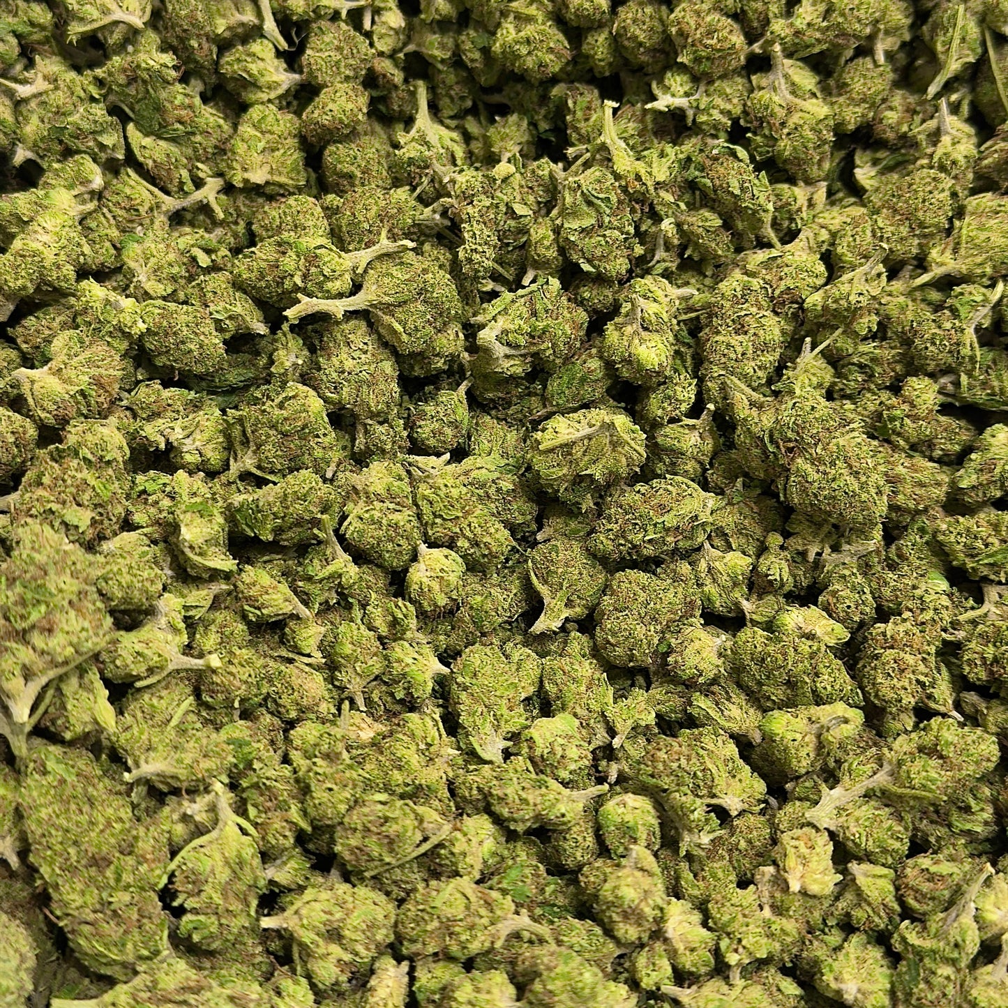 Small Buds