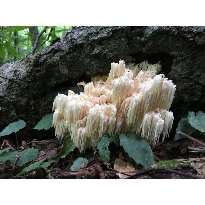 Extracto de Cogumelo Cordyceps