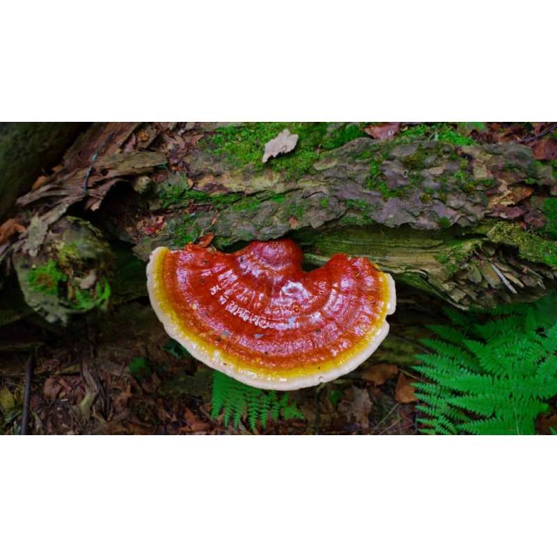 Extracto de Cogumelo Reishi